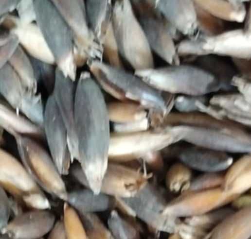 Owies czarny (gniady) - DOSTAWA DO DOMU