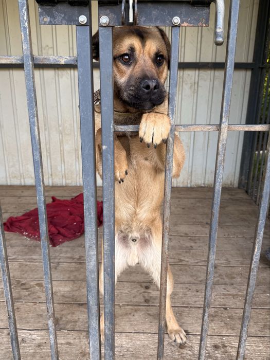 Зверніть будь ласка увагу на нього, йому дуже потрібна сімʼя!