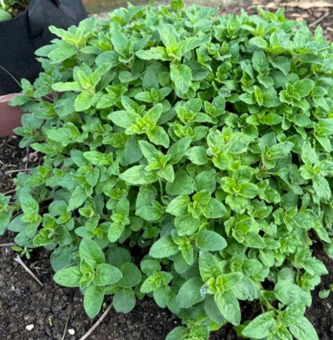 Oregano zioła suszone eko 20g