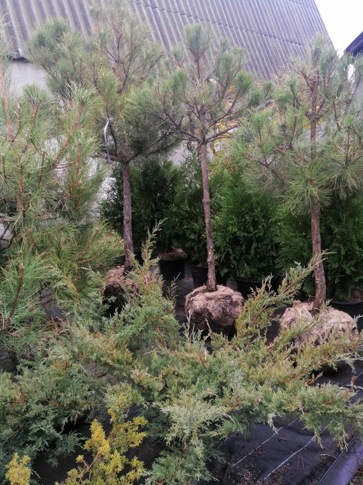 Ели, сосны, Смарагд, Спартан, Блю арроу, Стрикта, Коника,самшит.