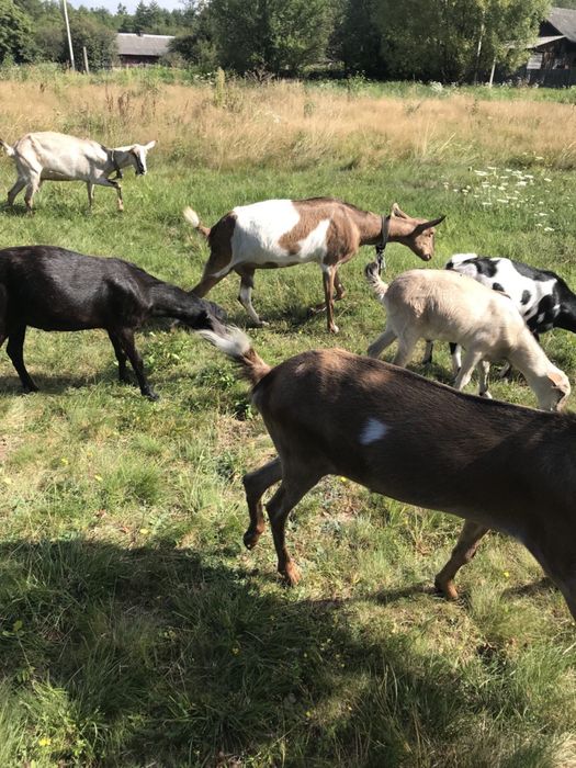 Продаються дійні кози