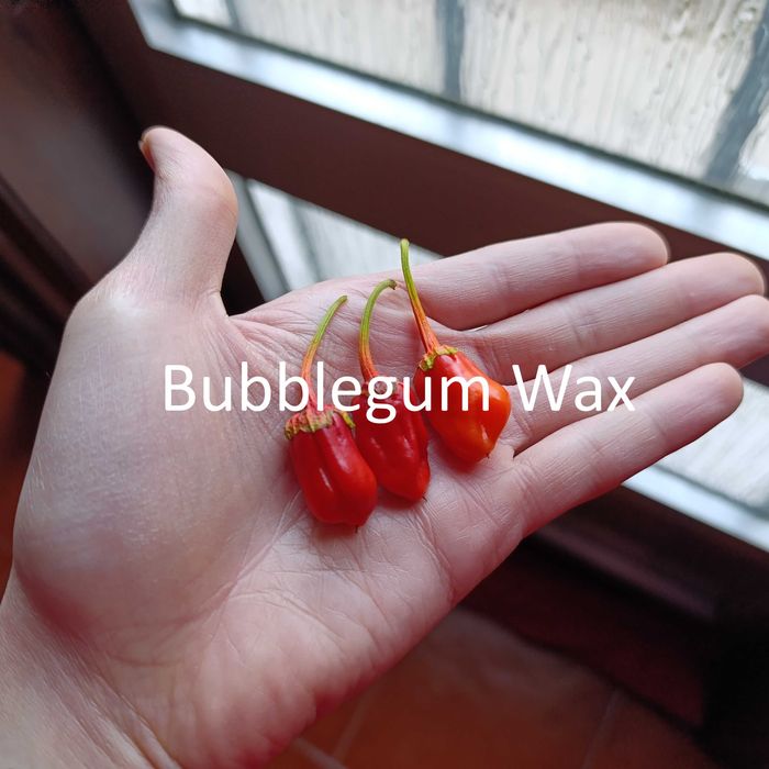 Sementes Pimentas (Colheita 2025)