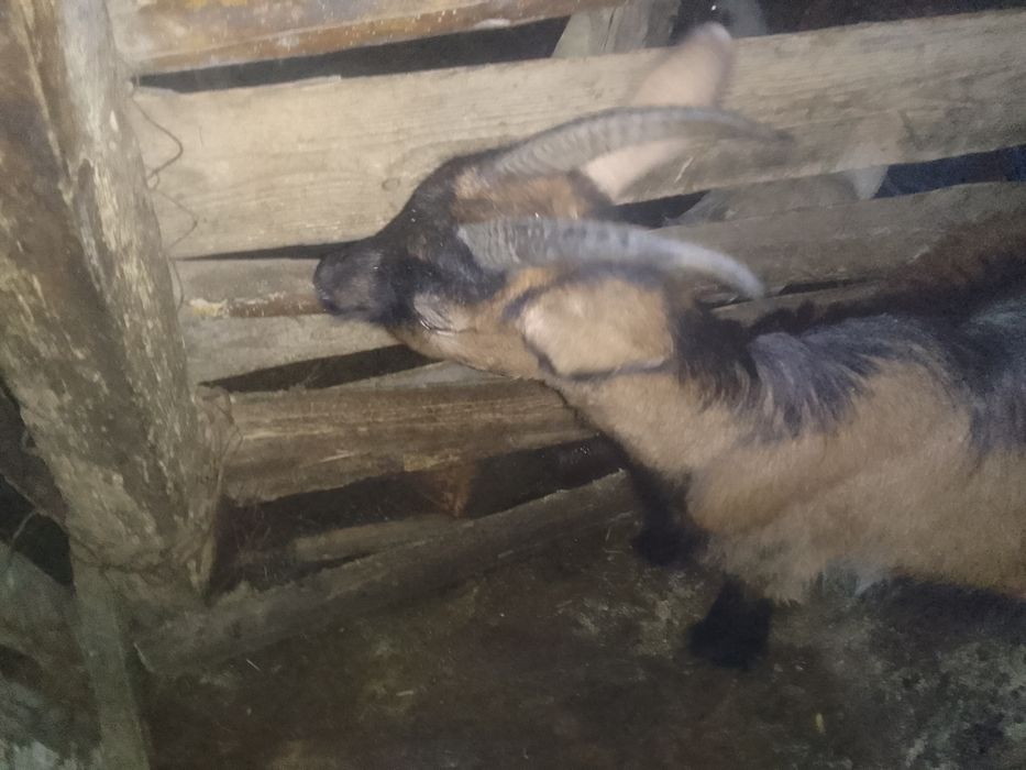 Продається коза ціна 2000грн