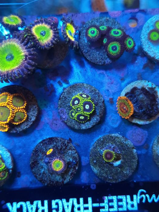 Frags zoas corais agua salgada