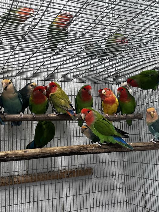 Agaponis rosicolis longfeather