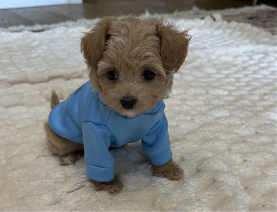 Мальтипу мини- крошечный компаньон навсегда маленький