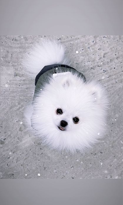 В’язка (міні шпіц)