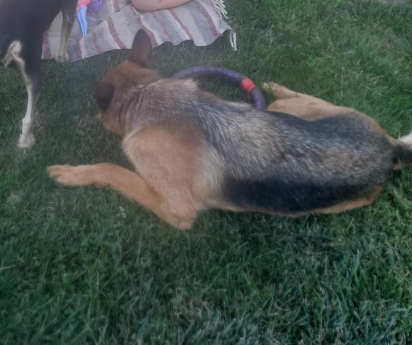 Киів! Пропала вівчарка.