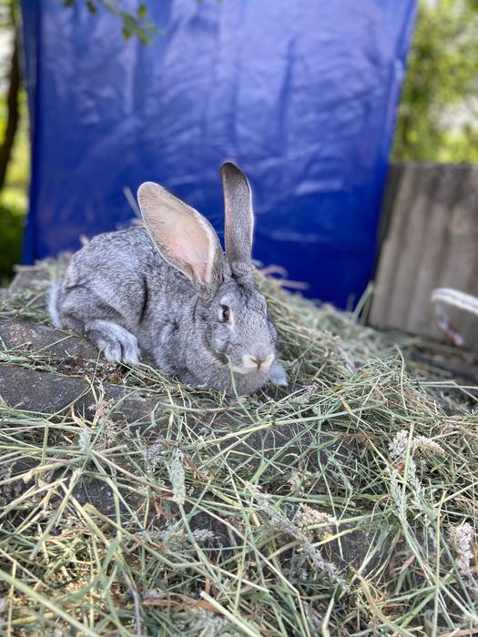 Кролі радянська шиншила , строкачі