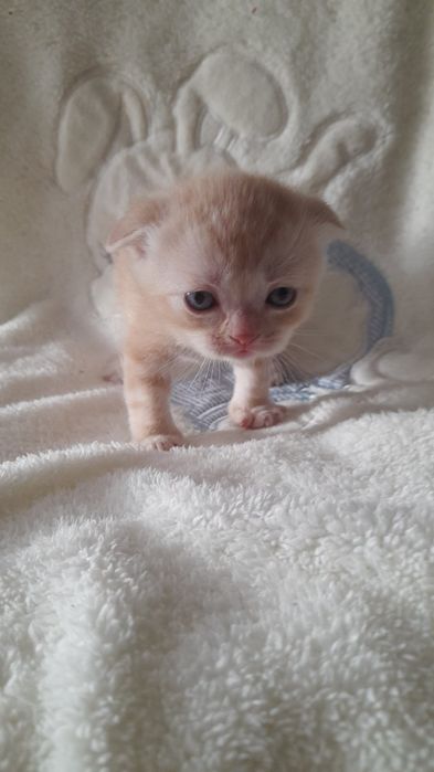 Кошенята вислоушки