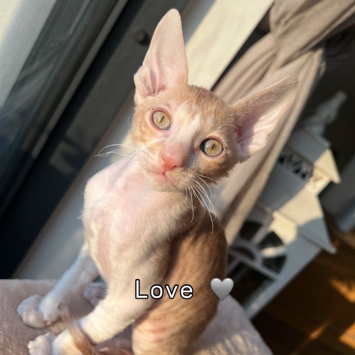 Luxusowe koty Cornish rex RUDY chlopczyk - wyjątkowe  oczy 1 na milion