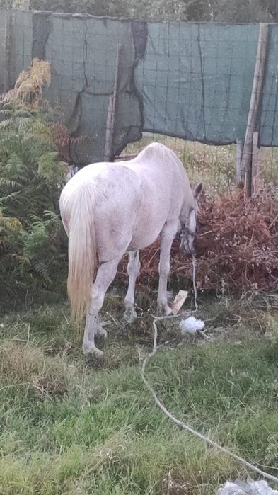 Egua mosqueada 13 anos