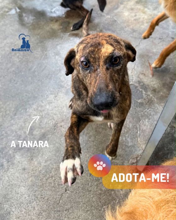 Tanara cadela porte medio