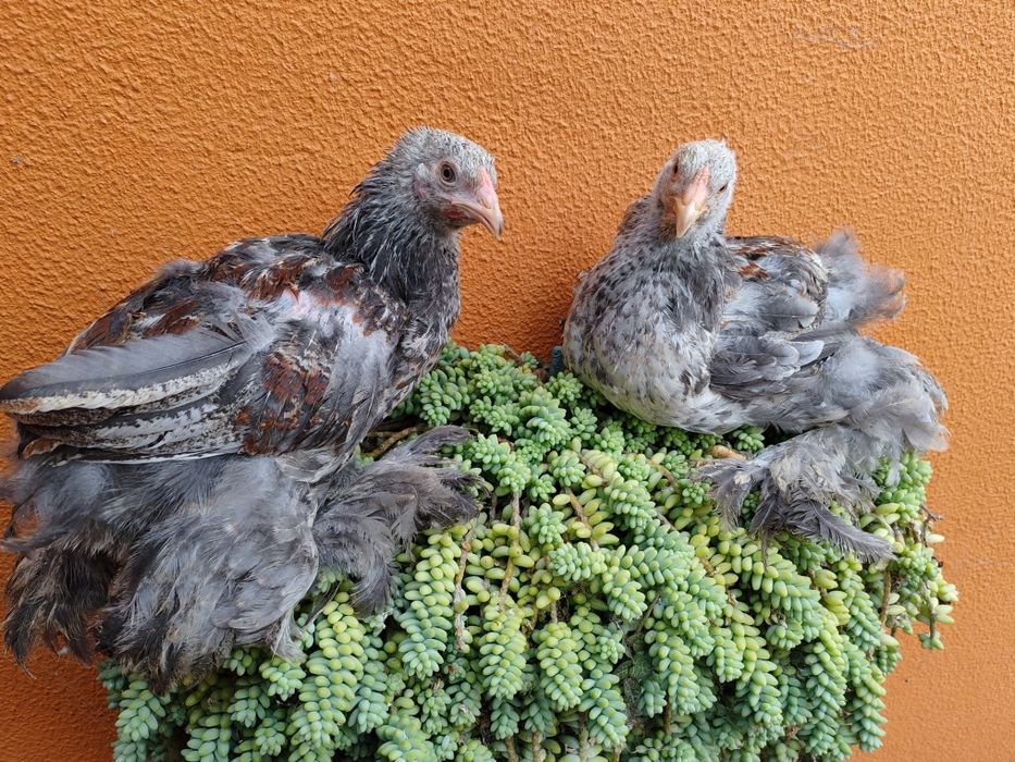 Galos Brahmas juvenis 26