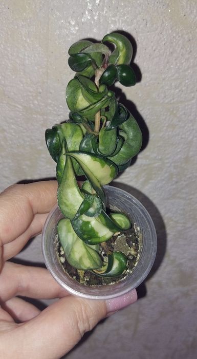 Хойя Hoya Compacta Lura Lei hoya kentiana var
Hoya lori lyn
Hoya
Hoya