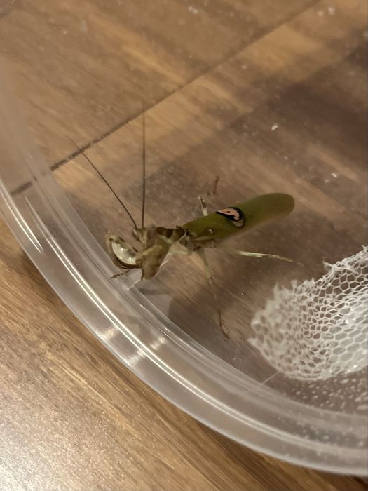 Modliszka oczkowa samiec imago