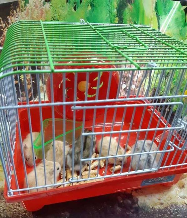 Джунгарські хомяки ,карликові хомячки ,хомяк