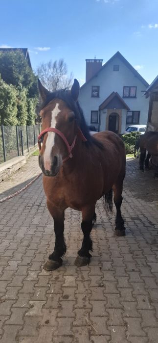 Klacz zimnokrwista lysa