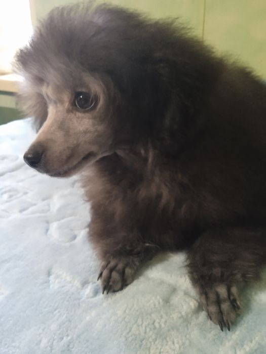 Девочка серебро миниатюра