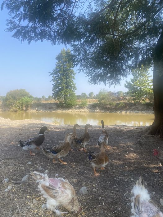 Patos roen e saxony