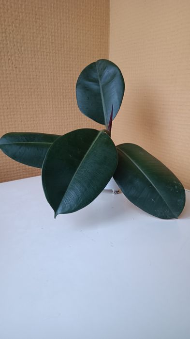 Фикус каучуконосный (эластика)