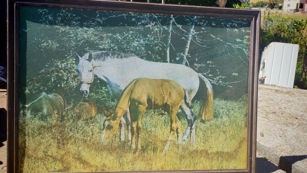 Quadro "Cavalos"