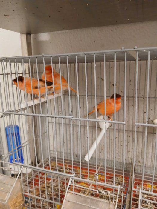 Canários Arlequins Portugueses