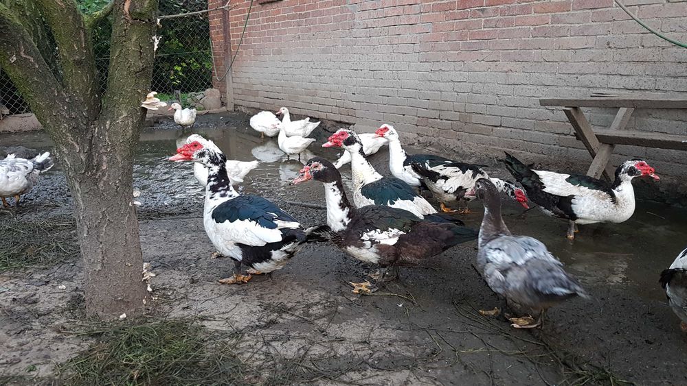 Kaczki fracuskie (piżmowe)