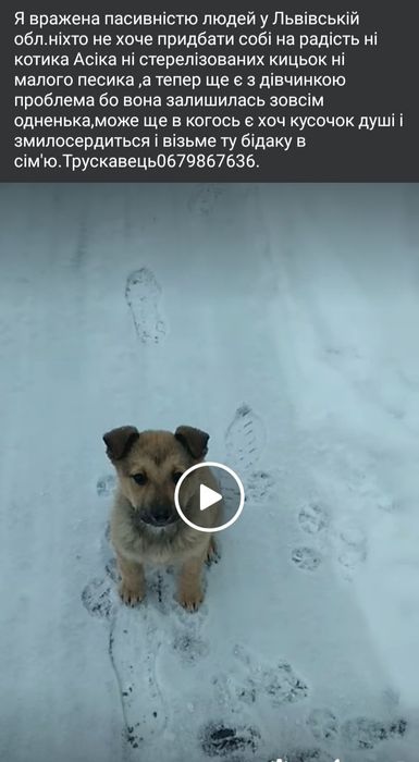 Віддам цуценя в добрі руки дівчинка