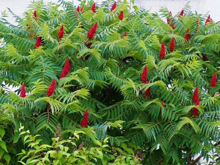 Сумах оленерогий (Rhus typhina) 1,0-3,5 м