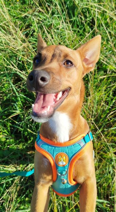 Cão Adoção Responsável