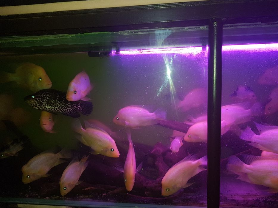 Продам аквариумных рыб