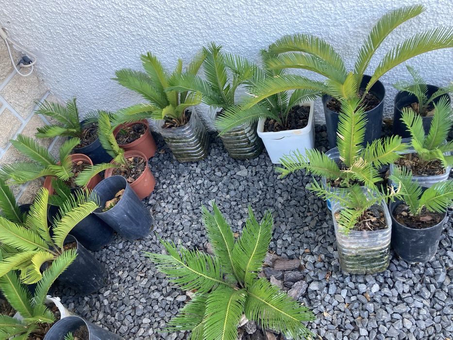 Palmeiras Cica - Cycas revoluta