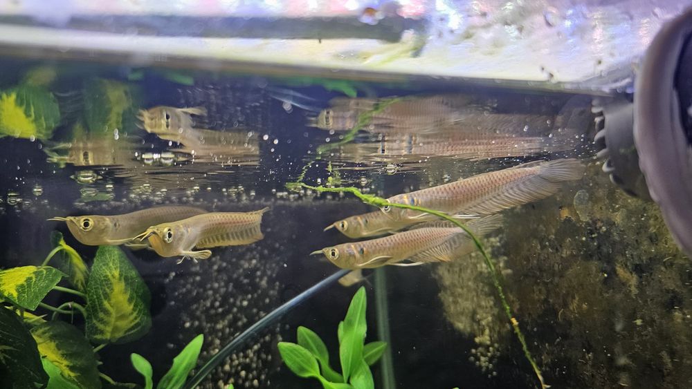 Arowana silver 15cm