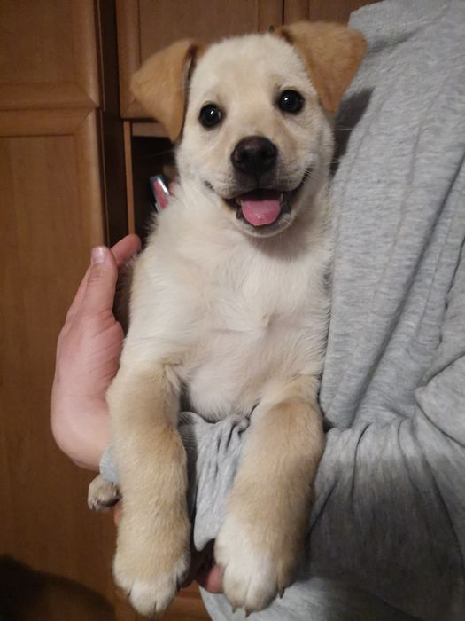 Oddam pieski w dobre ręce