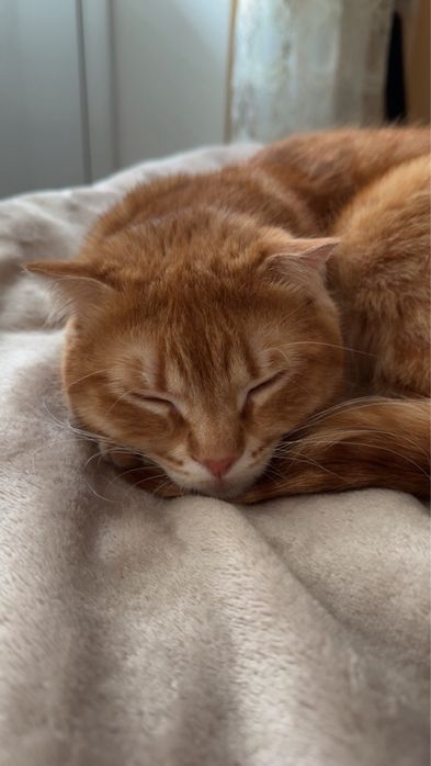 Шотландські кошенята