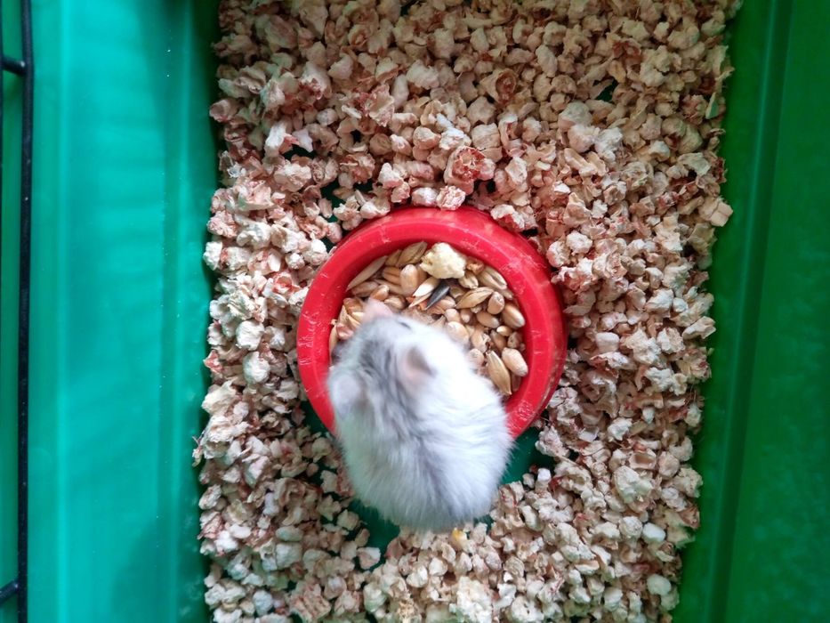 Хомячки Кременчуг