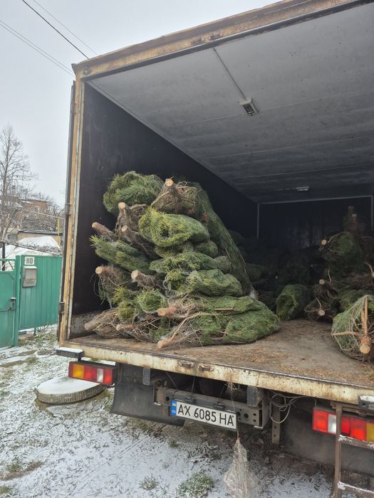 Елки стриженная сосна опт розница