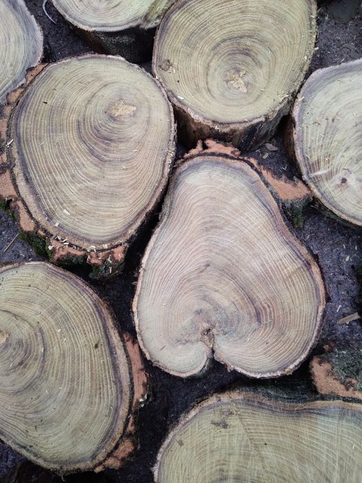 Сляби з дерева акаціі