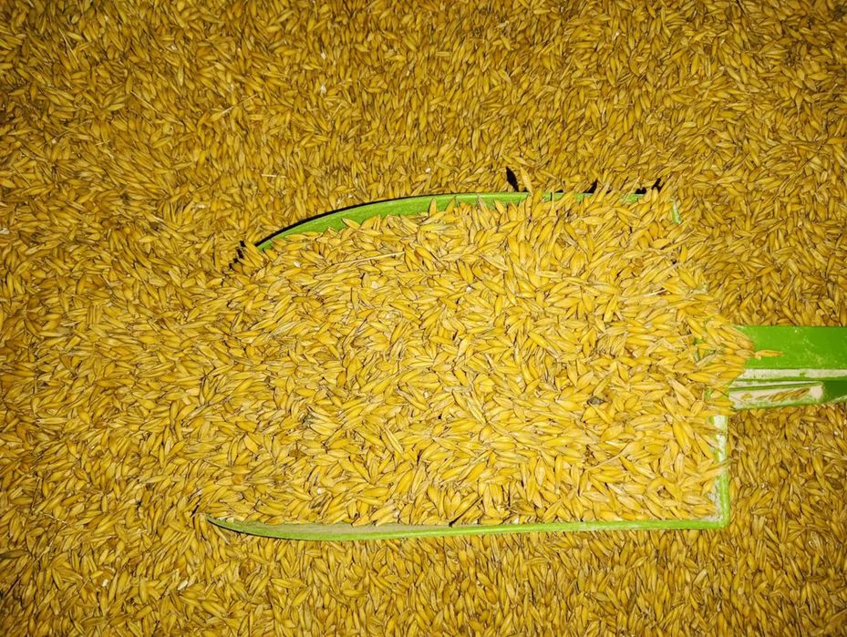 Sprzedam lub zamienię mieszankę zbożową jarą dla królików,kur