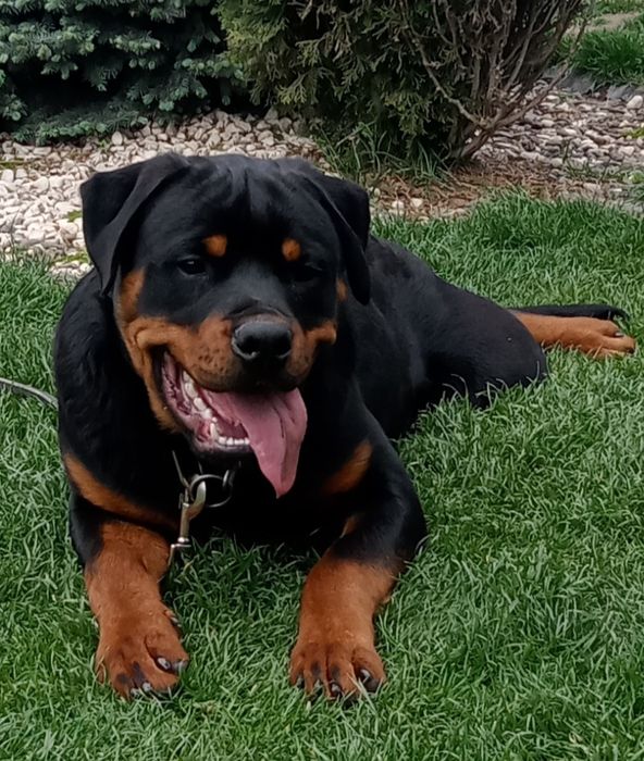 Хлопчики ротвейлера від елітних батьків чемпіонів України.