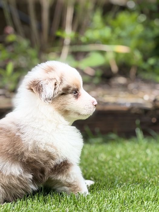 Samiec Red Merle Miniaturowy Owczarek Amerykański
