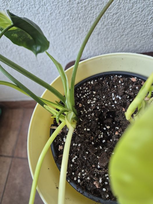 Filodendron Burle Marx Variegata