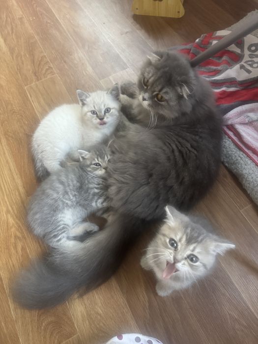 Шотландские котята