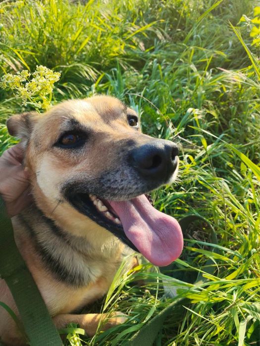 Помогите найти семью девуле из приюта