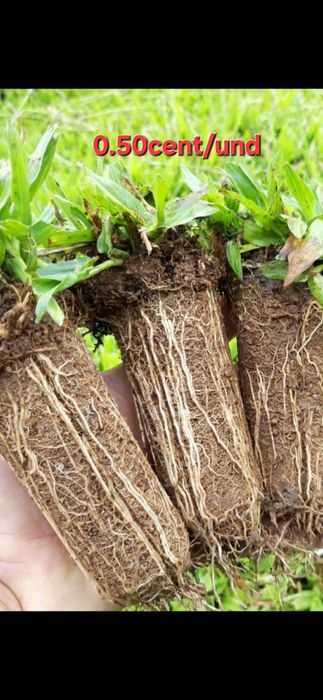 Graminha brasileira (VENDEMOS UMA SOLUÇÃO)