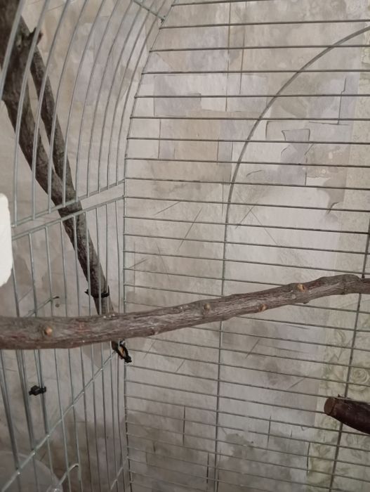 Гілки-жердини для папуг