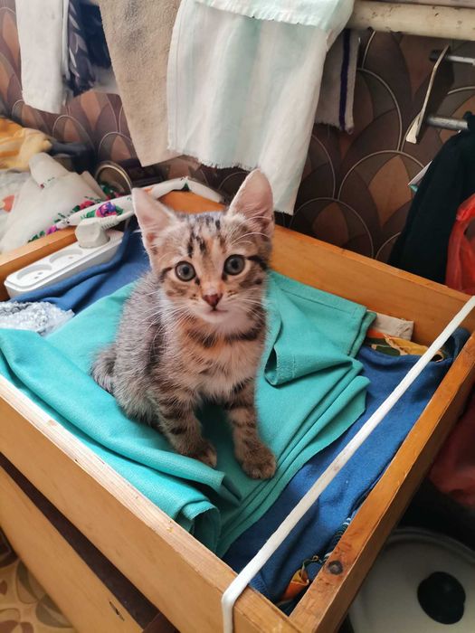 Котята бесплатно