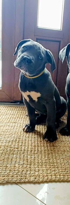 Cane Corso suczka mocna budowa