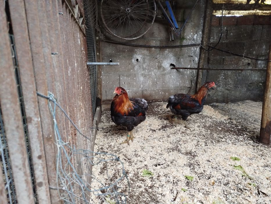 Galos araucanas adultos